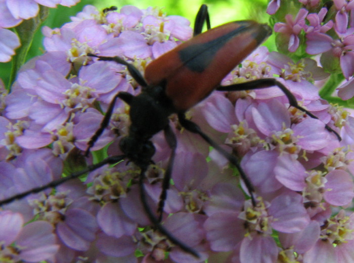 Altre identificazioni: Stictoleptura cordigera